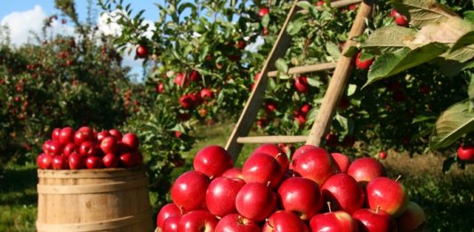 WYBÓR I WOLNA ŁASKA